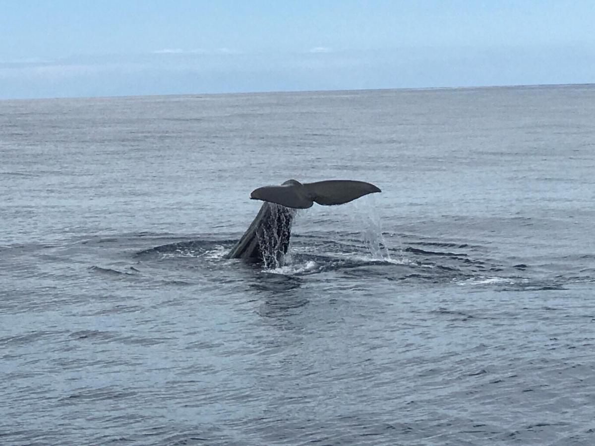 Hrlos Piratas - Ferien Haus La Palma - Good Wlan !! Tijarafe Exteriör bild